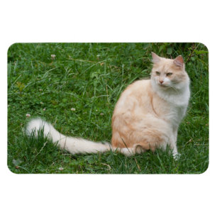 Íman Beleza Vermelha