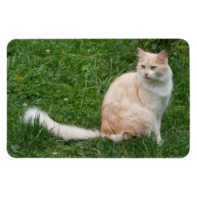 Íman Beleza Vermelha-Luz (Horizontal)