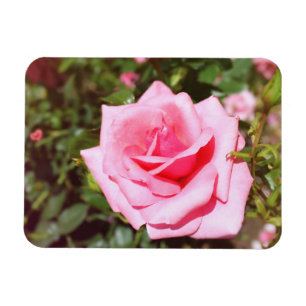 Íman belíssima flor de rosa cor-de-rosa com corações do