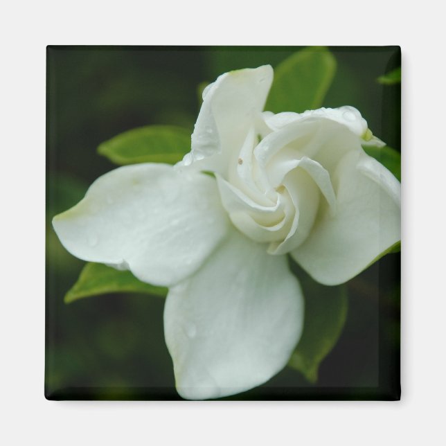 Íman Belle do Sul (Frente)