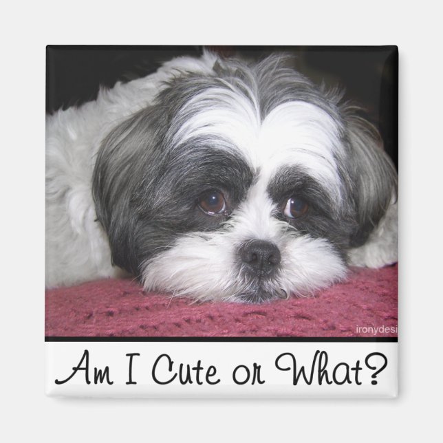 Íman Belle The Shih Tzu Dog (Frente)