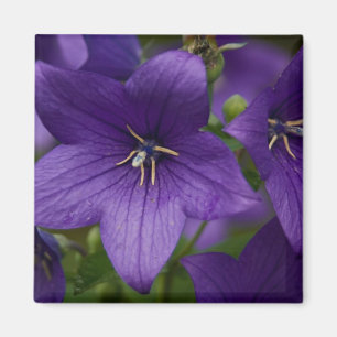 Íman Bellflower chinês