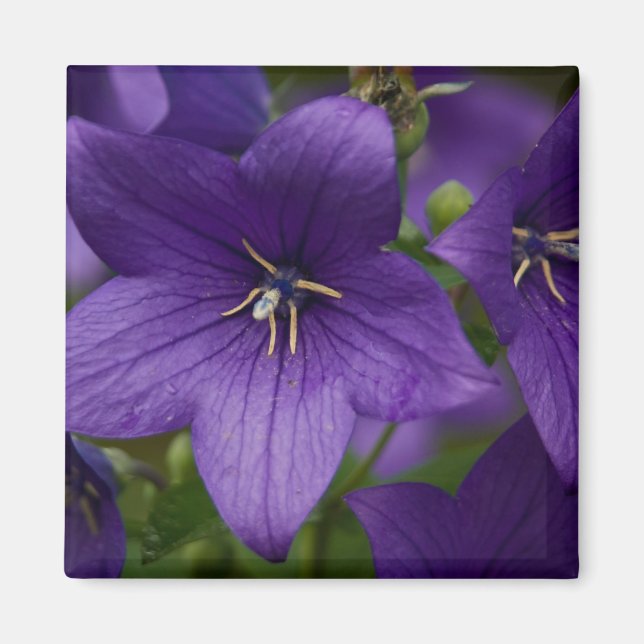 Íman Bellflower chinês (Frente)