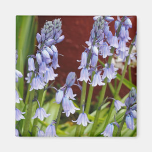 Íman Bellflowers na frente de uma parede vermelha