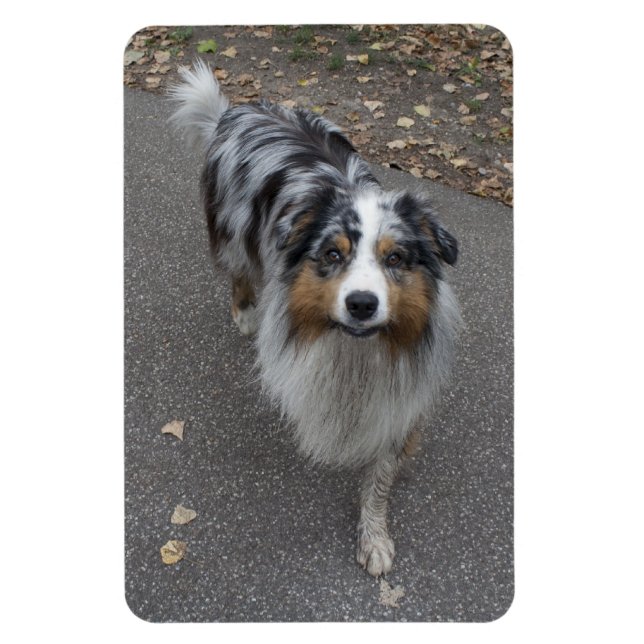 Íman Belo Aussie multicolor (Vertical)