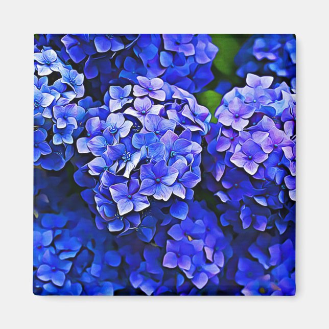 Íman Belo Blue Hydrangea Flowers Floral Art Magnet (Frente)