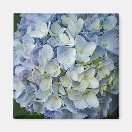 Íman Belo Blue Hydrangea Flowers Foto