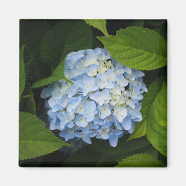 Íman Belo Blue Hydrangea Foto Floral