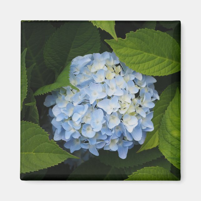 Íman Belo Blue Hydrangea Foto Floral (Frente)