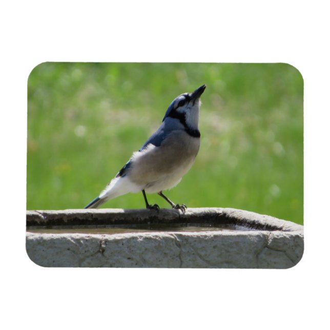 Íman Belo Blue Jay com um ímã de bebida (Horizontal)