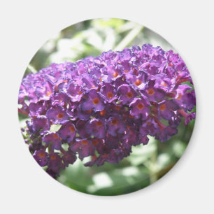 Íman Belo budleia roxo