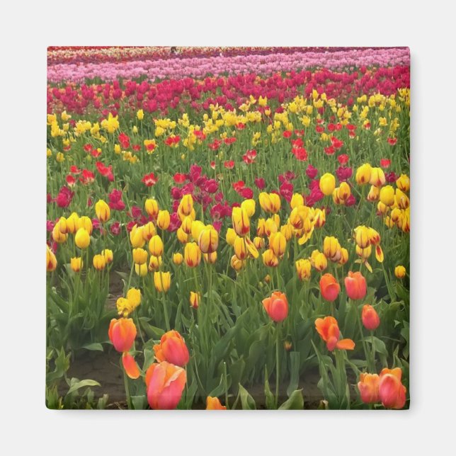 Íman Belo Campo de Tulip, Oregon (Frente)
