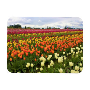 Íman Belo Campo de Tulip, Oregon