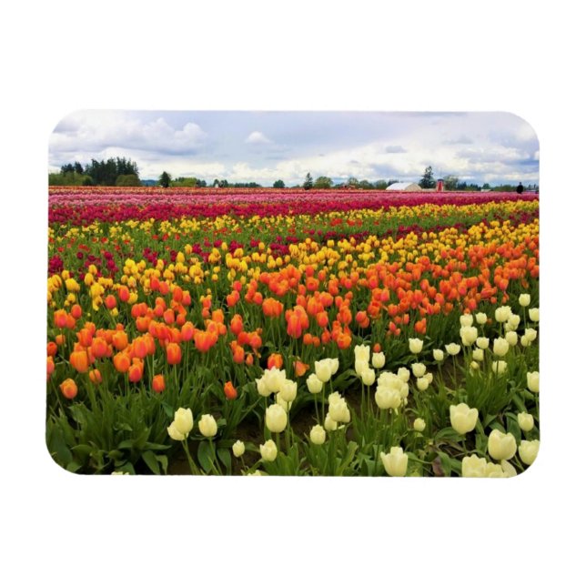 Íman Belo Campo de Tulip, Oregon (Horizontal)