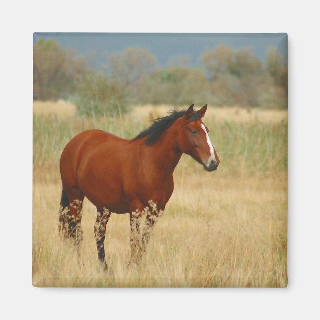 Íman Belo Cavalo (Frente)