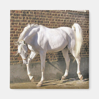 Íman Belo Cavalo Árabe Branco