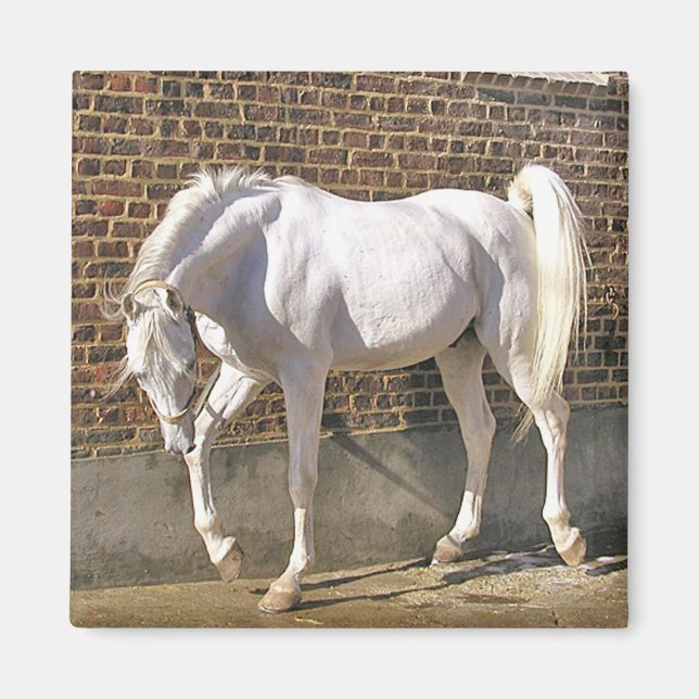 Íman Belo Cavalo Árabe Branco (Frente)
