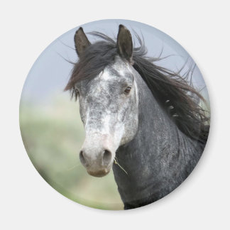 Íman Belo cavalo de cinza