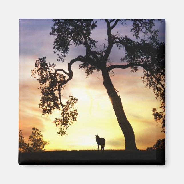 Íman Belo cavalo no ímã sunset (Frente)