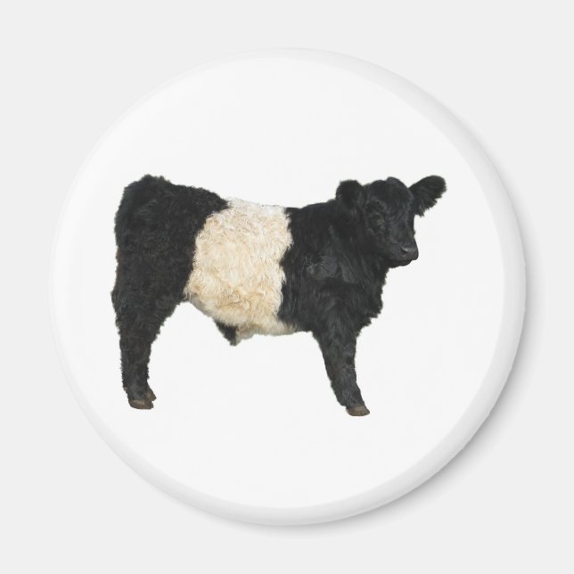 Íman Belo Cutout Galloway Steer Galloway (Frente)