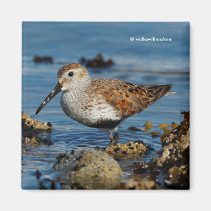Íman Belo Dunlin Shorebird na praia
