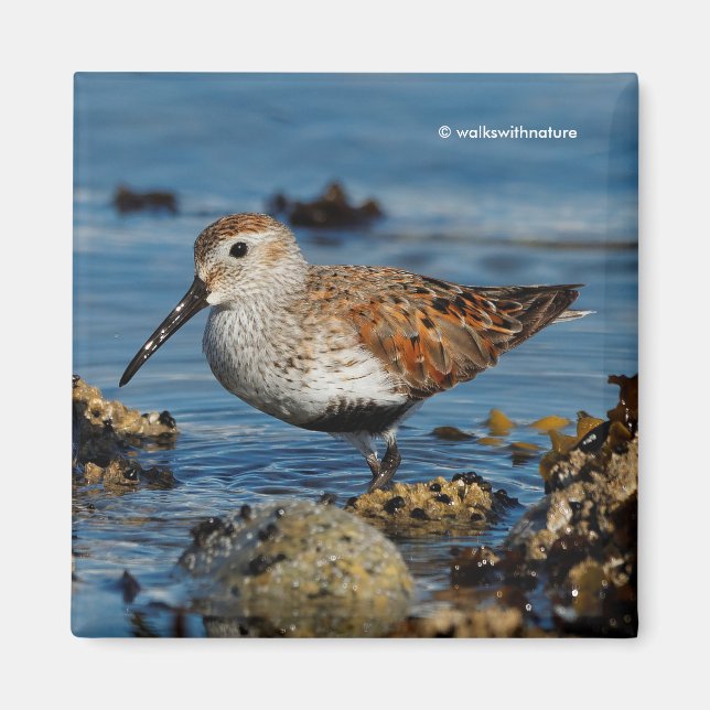 Íman Belo Dunlin Shorebird na praia (Frente)