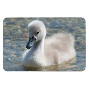 Íman Belo Duque de Mute Swan