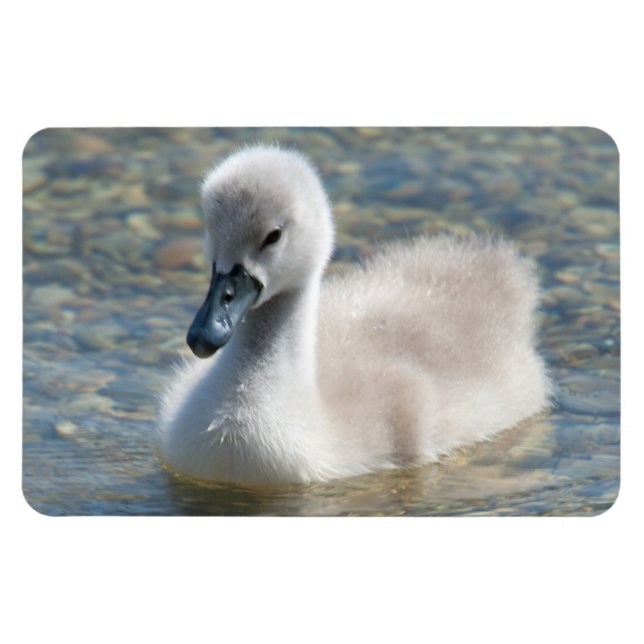 Íman Belo Duque de Mute Swan (Horizontal)