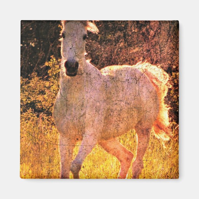 Íman Belo Equino (Frente)