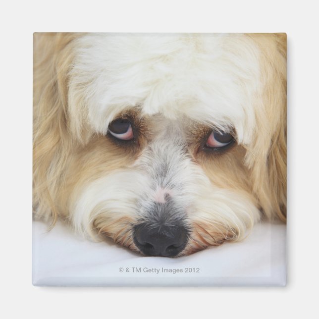 Íman belo fecho de bichon frise dog (Frente)