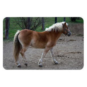 Íman Belo Haflinger