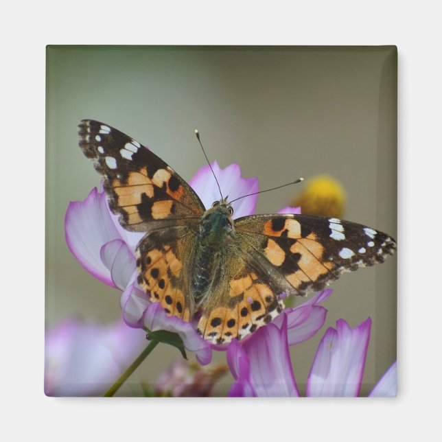 Íman Belo ímã de borboleta (Frente)