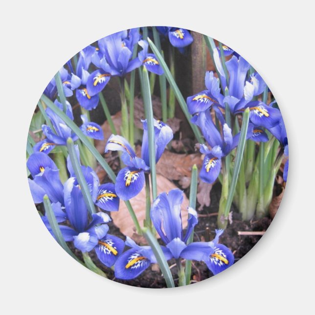 ÍMAN BELO IRIS (Frente)