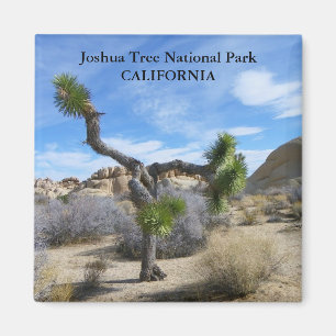 Íman Belo Joshua Tree Magnet!