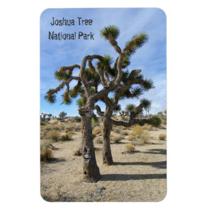 Íman Belo Joshua Tree Premium Magnet!
