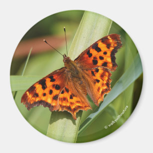 Íman Belo Laranja Satyr Comma Butterfly