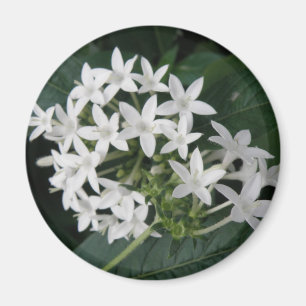 Íman Belo Magnet de Flores Tropicais Brancas