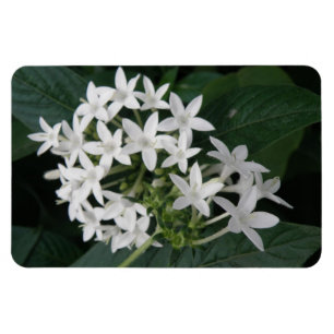 Íman Belo Magneto de Flores Tropicais Brancas Premium