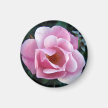 Belo Magneto Rosa Rosa Rosa