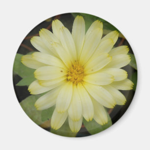 Íman Belo Marigold Magnet