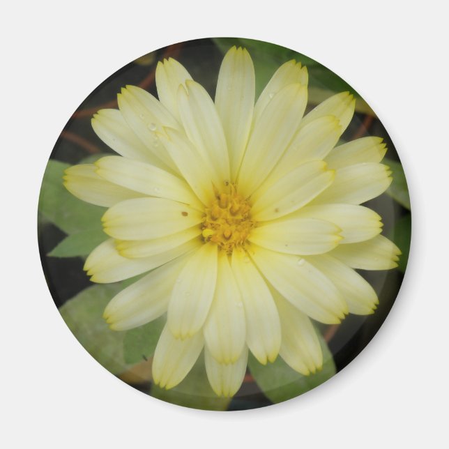 Íman Belo Marigold Magnet (Frente)