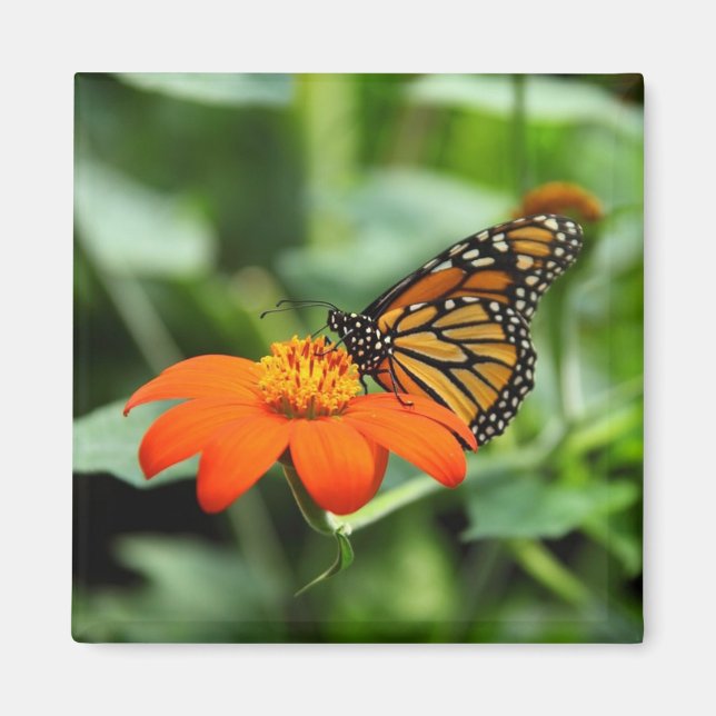 Íman Belo Monarca Borboleta em Flor Magnet (Frente)