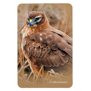 Íman Belo Norte Harrier Hawk no pântano