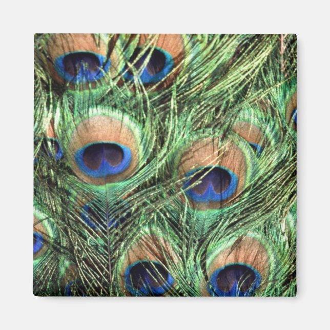 Íman Belo Pavão (Frente)