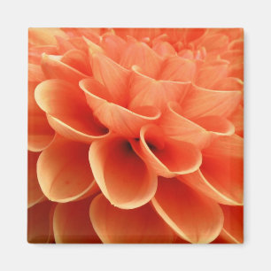Íman Belo Peach Colorida Dahlia Flores