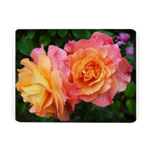 Íman Belo rosa e rosa laranja