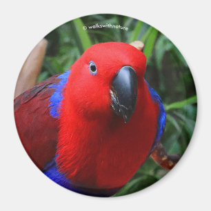 Íman Belo "Senhora em Vermelho" Eclectus Parrot