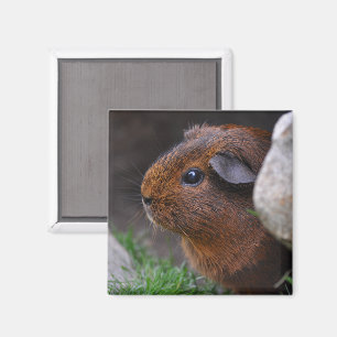 Íman Belo Suave Agouti Guiné Porco Atrás do Rock