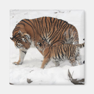 Íman Belo Tigre e Cub