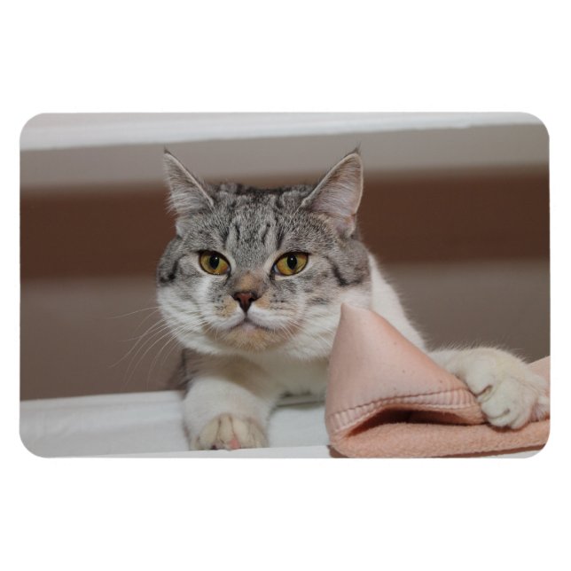 Íman Belo Tomcat de Shorthair Britânico (Horizontal)
